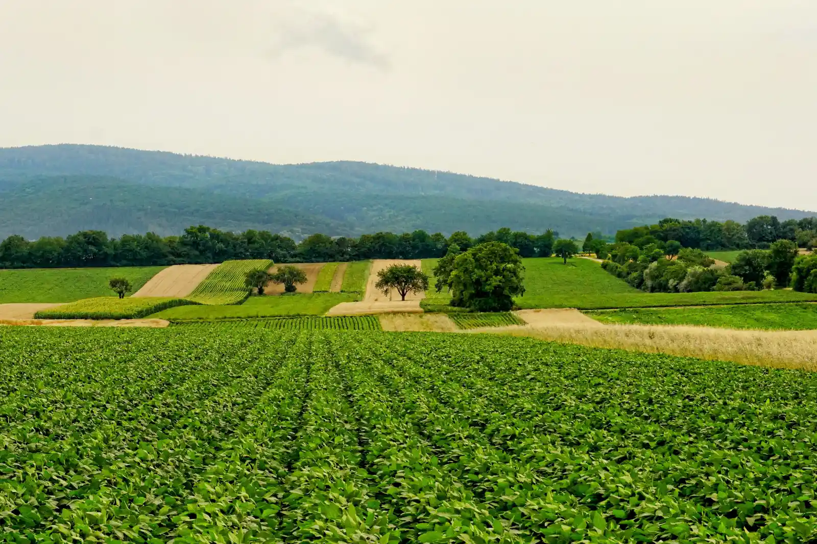 Agricultural team working in the field